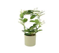 Stephanotis Jasmine Hoop - Fragrant Indoor Flowering Plant - Concrete Aztec