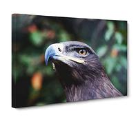 Steppe Eagle Bird Canvas Print | Gallery Wrapped 30mm Frame Wall Art | 20x14 inches | Ready to Hang | Modern Animals Picture | Living Room Bedroom Lounge Office