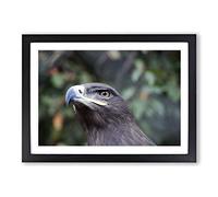 Steppe Eagle Bird Framed Print | A2 Black Framed Wall Art | Ready to Hang | Modern Animal Picture | Living Room Bedroom Lounge Office