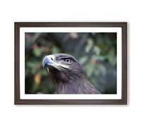 Steppe Eagle Bird Framed Print | A2 Walnut Framed Wall Art | Ready to Hang | Modern Animal Picture | Living Room Bedroom Lounge Office