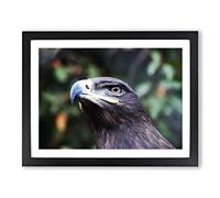 Steppe Eagle Bird Modern Framed Print | A3 Black Framed Wall Art | Ready to Hang | Modern Animal Picture | Living Room Bedroom Lounge Office
