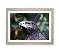 Steppe Eagle Bird Modern Framed Print | A3 Oak Framed Wall Art | Ready to Hang | Modern Animal Picture | Living Room Bedroom Lounge Office