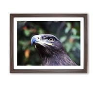 Steppe Eagle Bird Modern Framed Print | A3 Walnut Framed Wall Art | Ready to Hang | Modern Animal Picture | Living Room Bedroom Lounge Office