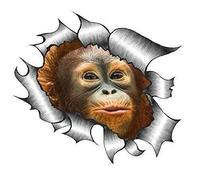 Sticar-it Ltd RIPPED TORN METAL Car Sticker Cute baby Orangutan Vinyl decal (Samll 105x130mm approx)