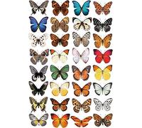 Stickers4-32 Beautiful Photorealistic Colourful Butterfly Static Cling Window Stickers - Non-Adhesive