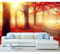StickersWall Red Autumn Tree Leaves Fall Forest Sunlight Nature Landscape Scenery Wall Mural Photo Wallpaper Picture Self Adhesive 1026 (342cm(W) x 242cm(H))