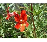 Sticky Monkeyflower, Flower Essence 30ml Dosage Prepared from FES Stock Essences