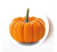 stika.co Pack of 24, 72, 240 Pumpkin Gourd Stickers, Paper Labels, Crafts Stickers (72)"