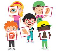 StikArt 5 Five Senses Wall Decals Sight Smell Hearing Taste Touch (1-Foot by 2-feet)