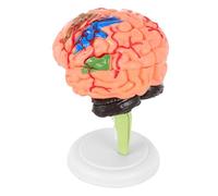 STOBAZA Anatomy Brain Model PVC Assembled Human Brain with Blood Vessels Educational Teaching Tool for Classroom Study and Medical Training