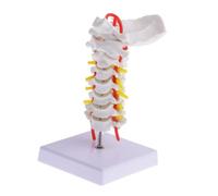STOBAZA Anatomy Model Cervical Spine with Nerve Roots and Arteries Medical Teaching Tool for Detailed Human Vertebral Column Study Simulation Intervertebral Model for Classroom and