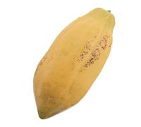 STOBAZA Artificial Fruit Cacao Pod Prop, Plastic Fake Cacao Pod Ornament with Realistic Texture, Photo-ready Detail and Maintenance-free Design for Cafe Window Showcase and Home Themes