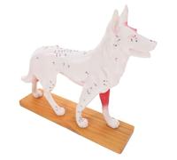 STOBAZA Dog Anatomical Model with Acupuncture Points Color Coded Canine Body Teaching Tool for Veterinary Students Medical School Laboratory Supplies Educational Study Aid