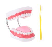 STOBAZA Educational Enlarged Tooth Model for Toothbrush Teaching Aid Enhances Oral Care Skills Hand-eye Coordination Safe High-grade Material Dentist for Boys