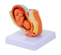 STOBAZA Female Full-term Uterine Embryo Model for Learning Environmental-friendly Material Detailed Nine-month Fetus Teaching Aid for Medical and Nursing Students Easy to Use Pelvic
