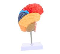 STOBAZA Vivid Human Brain Teaching Model Half Brain Anatomical Model for Medical Education and Patient Communication Detailed Functional Area Display Environmental Material for Schools and