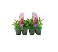 Stocks Mixed 6 Pack x 2 - 12 Plants Colourful Summer Blooms