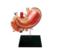 Stomach Anatomy Assembled Model, 4D Human Organ Anatomical Model, 12 Parts Educational Puzzle Model 4d Stomach Model, Medical Teaching and Learning Tools