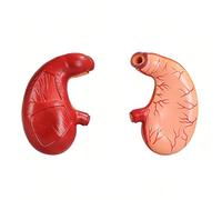 Stomach Anatomy Model PVC Medical School Gastrointestinal Structure Study-Model