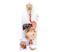 Stomach Coronal Section Nose Throat Large and Small Intestine Stomach Anatomy Model Medical Human Body Digestive Model Digestive Tract Gland Human Digestion Model Digestive Tract