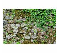 Stone Texture Wall Backdrop Ivy Covered Stone Rocky Wall Photography Background Green Plants Lush Moss Retro Rocky Pattern Walls Backdrop Decor for Baby Children Adult Portrait Photo Props 7x5ft