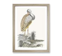 Stork & Frog By Johan Teyler Vintage Framed Print | A2 Oak Framed Wall Art | Ready to Hang | Classic Animal Picture | Living Room Bedroom Lounge Office
