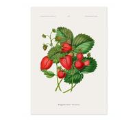 Strawberries A, J, Wendel Poster, Vintage Botanical Prints, Encyclopedia Retro Fruit Illustration Wall Art Plants, Kitchen Home Decor, A4 (Print Only) - 29.7x21cm