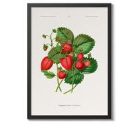 Strawberries A, J, Wendel Poster, Vintage Botanical Prints, Encyclopedia Retro Fruit Illustration Wall Art Plants, Kitchen Home Decor, A4 (Black Frame) - 32.7x24.1cm