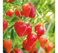 Strawberry All Summer Long Collection x9 Plants with Stackable Planter