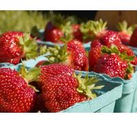 Strawberry Fields Forever