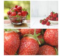 Strawberry Full Season Collection - 15 x Bare Roots (2025) for Delicious Homegrown Fruit - Extended Cropping Season - Thompson & Morgan