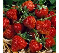 Gardeners Dream Strawberry Korona - Outdoor Fruit Plants For Gardens, Pots, Containers (9Cm Pots, 10 Pack)