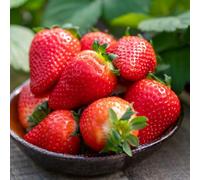 Strawberry Mara des Bois - 10 x Bare Roots - Chefs Favourite for Intense Aromatic Flavour, Perpetual Fruiting All Summer Long - Thompson & Morgan