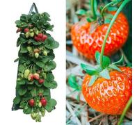Strawberry Planter Bags - Hanging Strawberry Grow Bags | Hanging Planter Pouch | Vertical Plant Flower Grow Pot | Flower Pouches Vertical Container | Suspended Container For Tomato Potato Roses