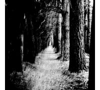STRAY THEORIES - FALTER