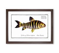 Streaked Salmon Fish by M.E. Bloch Framed Print | A2 Walnut Framed Wall Art | Ready to Hang | Modern Animal Picture | Living Room Bedroom Lounge Office