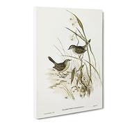 Striated Reed Lark Birds By Elizabeth Gould Vintage Canvas Wall Art Print Ready to Hang, Framed Picture for Living Room Bedroom Home Office Décor, 24x16 Inch (60x40 cm)