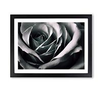 Striking Rose Flower H1022 Framed Print for Living Room Bedroom Home Office Décor, Wall Art Picture Ready to Hang, Black A3 Frame (46 x 34 cm)