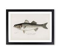 Striped Bass by Sherman F. Denton Framed Print | A2 Black Framed Wall Art | Ready to Hang | Modern Animal Picture | Living Room Bedroom Lounge Office