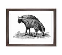 Striped Hyena In Black & White By George Shaw Vintage Framed Print | A2 Walnut Framed Wall Art | Ready to Hang | Classic Nature Picture | Living Room Bedroom Lounge Office