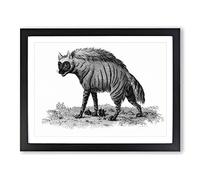 Striped Hyena In Black & White By George Shaw Vintage Framed Wall Art Print, Ready to Hang Picture for Living Room Bedroom Home Office Décor, Black A3 (46 x 34 cm)