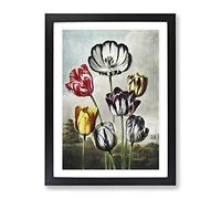 Striped Tulips By Robert John Thornton Vintage Framed Print | A2 Black Framed Wall Art | Ready to Hang | Classic Nature Picture | Living Room Bedroom Lounge Office