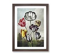 Striped Tulips By Robert John Thornton Vintage Framed Print | A4 Walnut Framed Wall Art | Ready to Hang | Classic Nature Picture | Living Room Bedroom Lounge Office