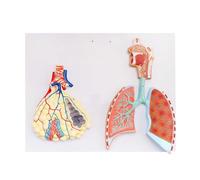 Student human organ model respiratory circulation | Human Organ Model for Education, Detailed Respiratory and Circulatory Systems, Ideal for Biology Students and Anatomy Lessons