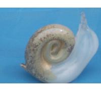 STUDIO GLASS PAPERWEIGHT HANDMADE MINIATURE SNAIL IVORY GUILDED WITH GOLD LEAF