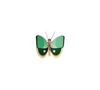 STUDIO ROOF Butterfly Fern Striped Wall Art