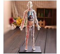 Study Model Assembly Educational Internal Organs Anatomy 1:6 Whole Body Transparent Human Anatomical 60 Detachable And Parts skeleton model