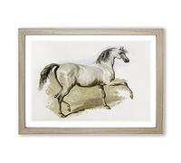 Study of A Grey Arab Horse by John Frederick Herring Framed Print | A2 Oak Framed Wall Art | Ready to Hang | Modern Animal Picture | Living Room Bedroom Lounge Office