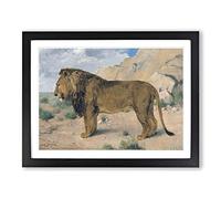 Study Of A Lion By Rosa Bonheur Classic Painting Framed Print | A2 Black Framed Wall Art | Ready to Hang | Classic Animal Picture | Living Room Bedroom Lounge Office