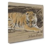 Study Of A Tiger Vol.1 by John Macallan swan Canvas Print | Gallery Wrapped 30mm Frame Wall Art | 14x14 inches | Ready to Hang | Classic Animals Picture | Living Room Bedroom Lounge Office